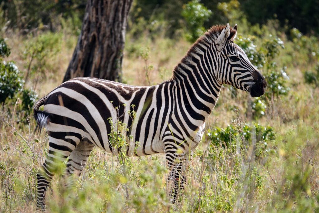 Zebra in the Maasai Mara