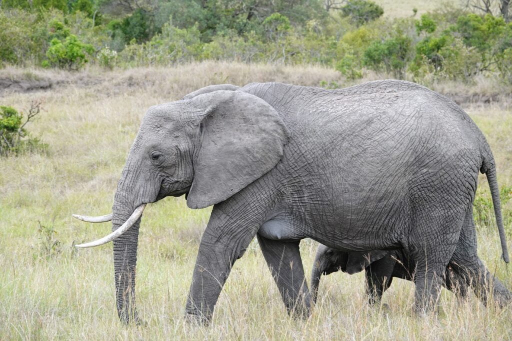 Mother elephant and her three offspring.