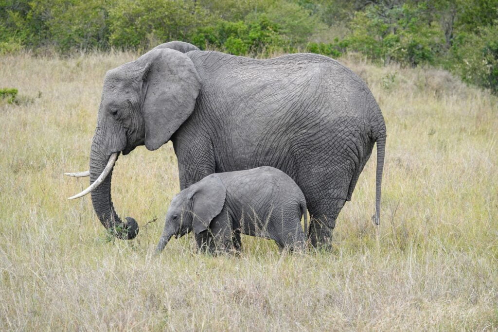 Mother elephant and her three offspring.