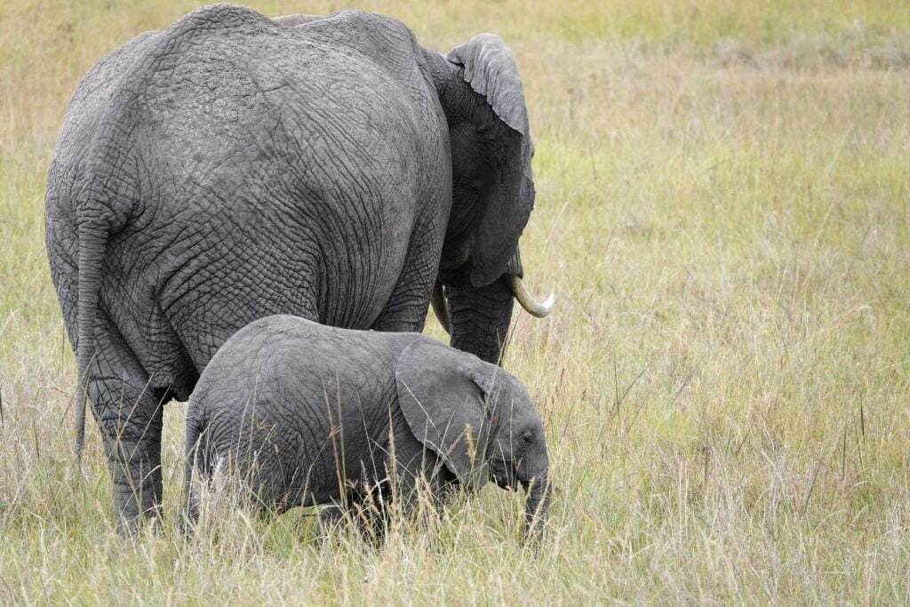 Mother elephant and her three offspring.