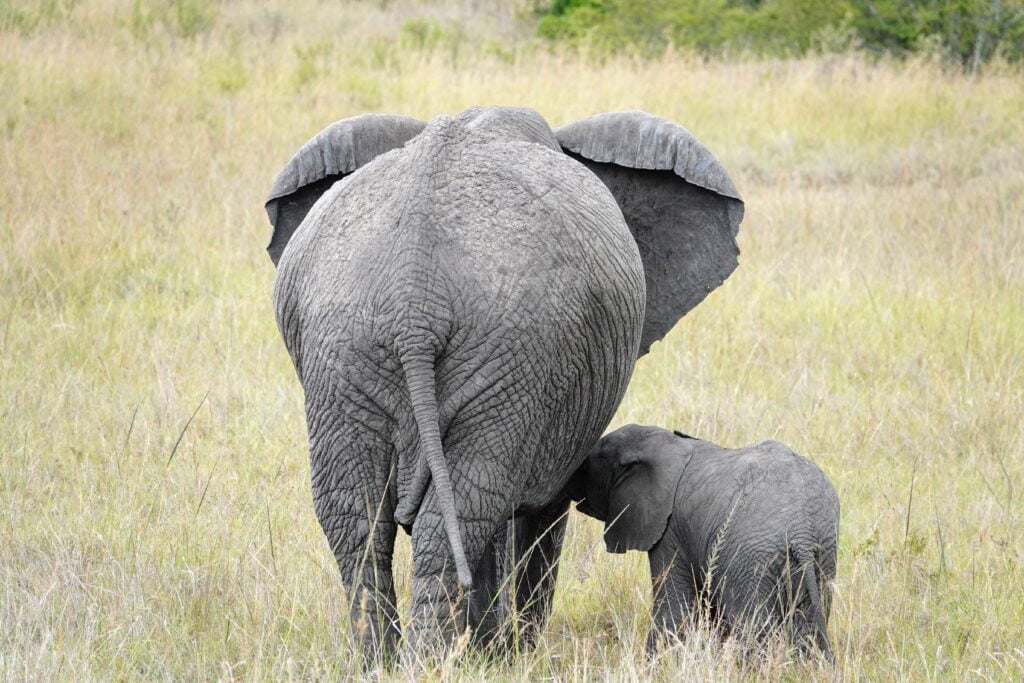 Elephant mother and her 3 offspring.