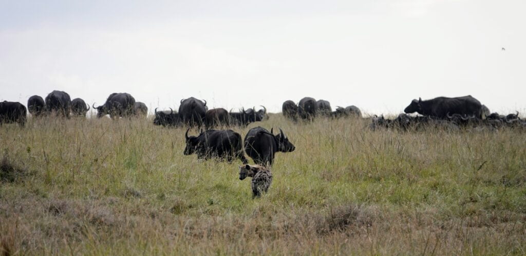 Hyène et buffles au Masaï Mara