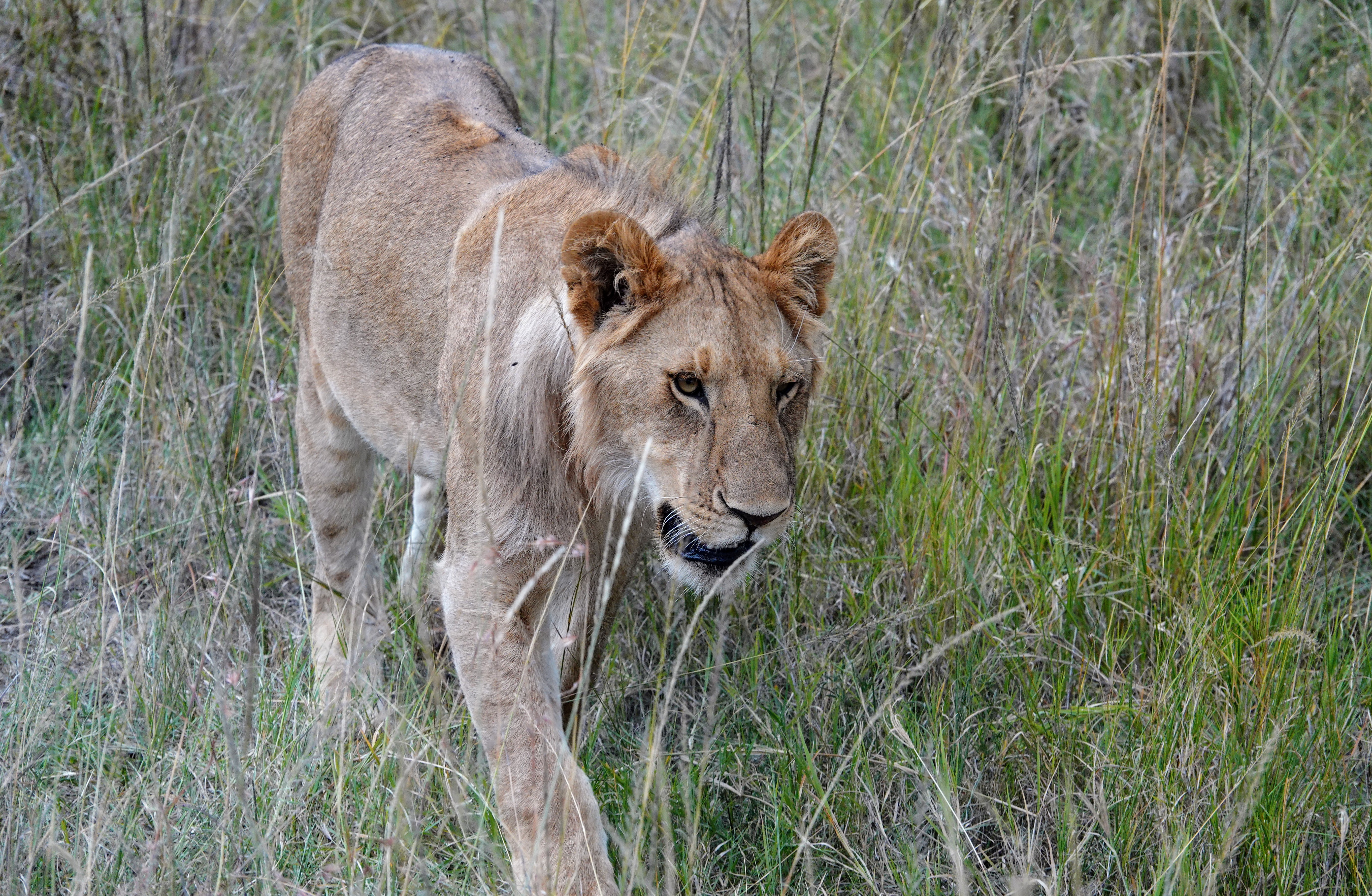 Lions au Masaï Mara