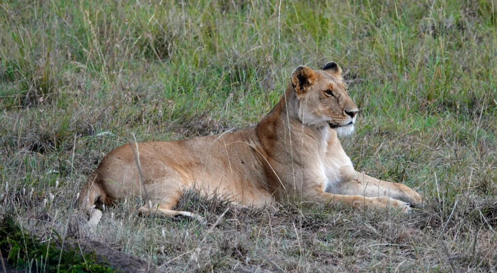 Lions au Masaï Mara