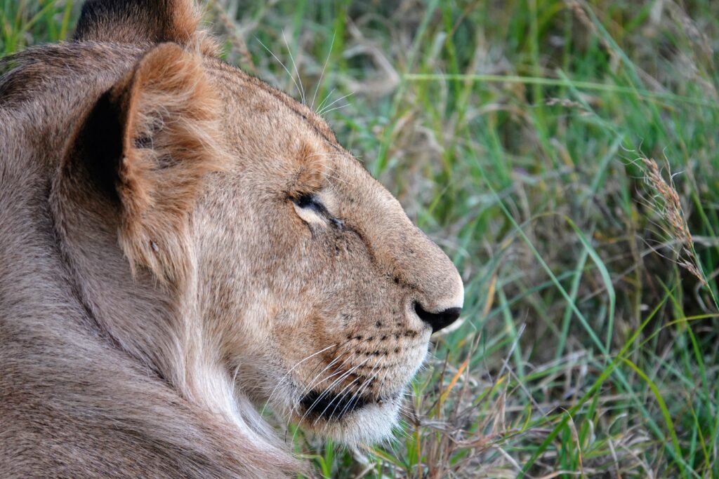 Lions au Masaï Mara