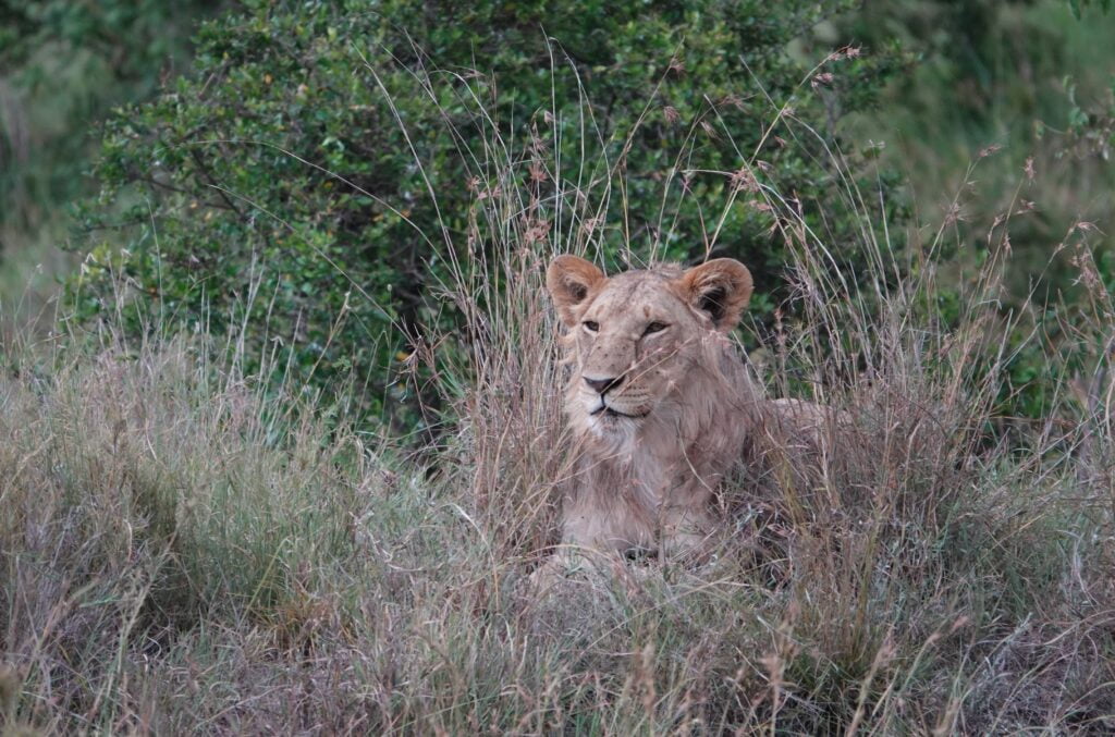 Lions in the Masai Mara