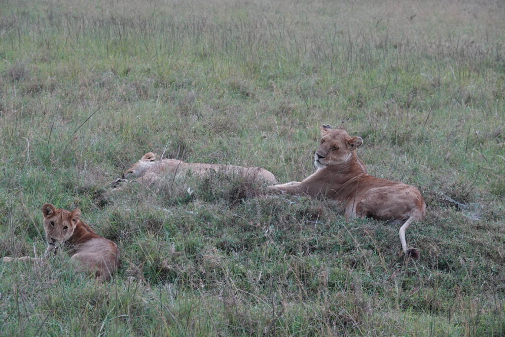 Lions au Masaï Mara