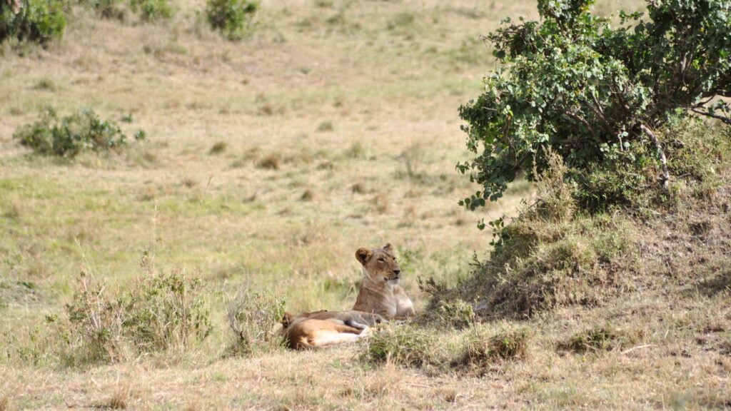 Two lionesses in the Maasai Mara.