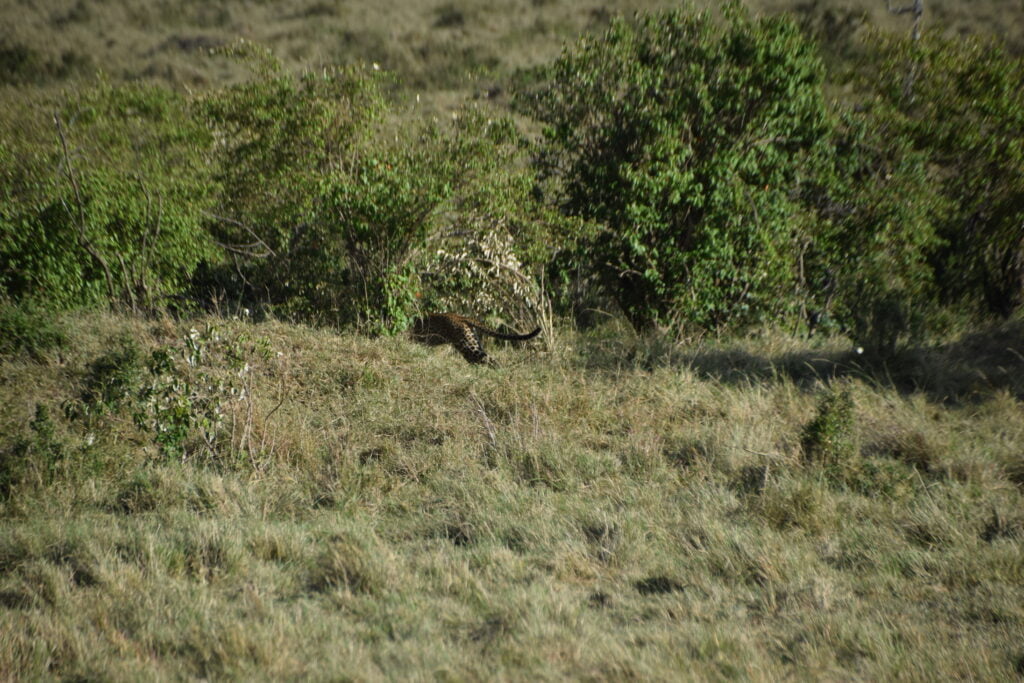 A fleeing leopard spotted in the mesmerizing Masai Mara of Kenya.