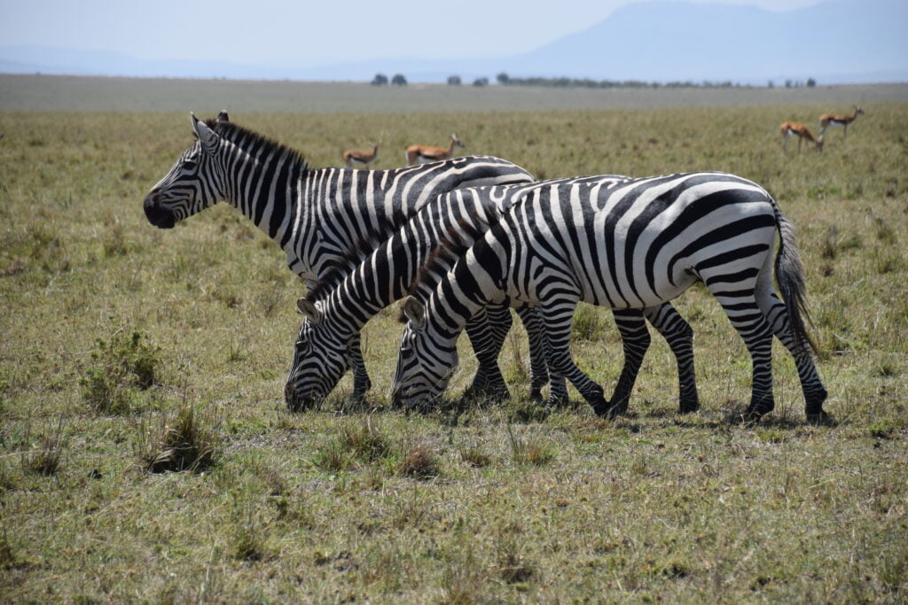 Zebras in the Masai Mara