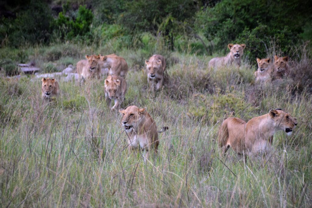 Lions in the Maasai Mara