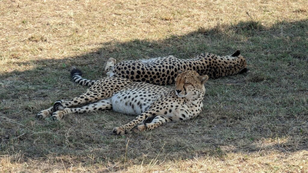 Guépard au Masaï Mara