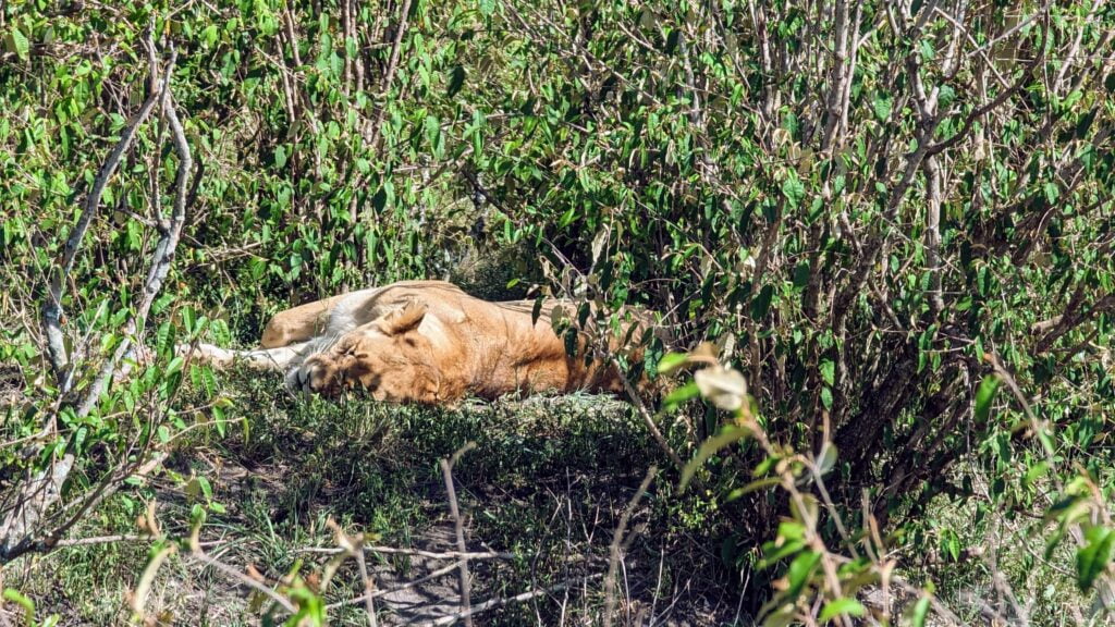 Lioness in the Maasai Mara