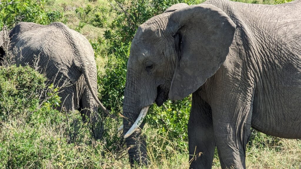 Elephants in the Masai Mara