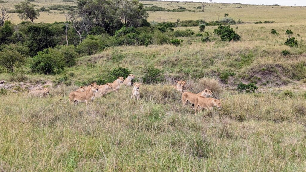 Lions au Masaï Mara