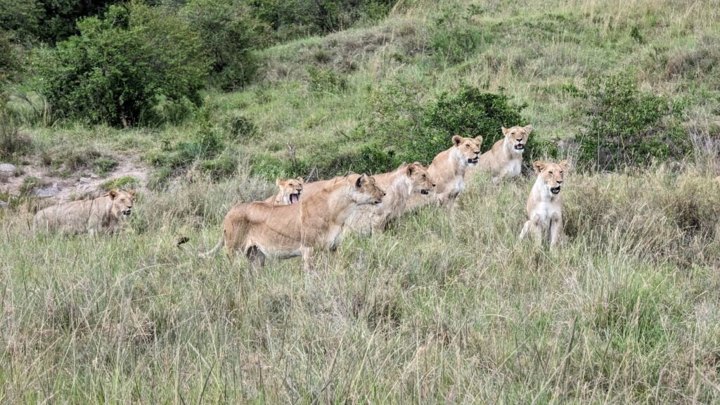 Lions au Masaï Mara