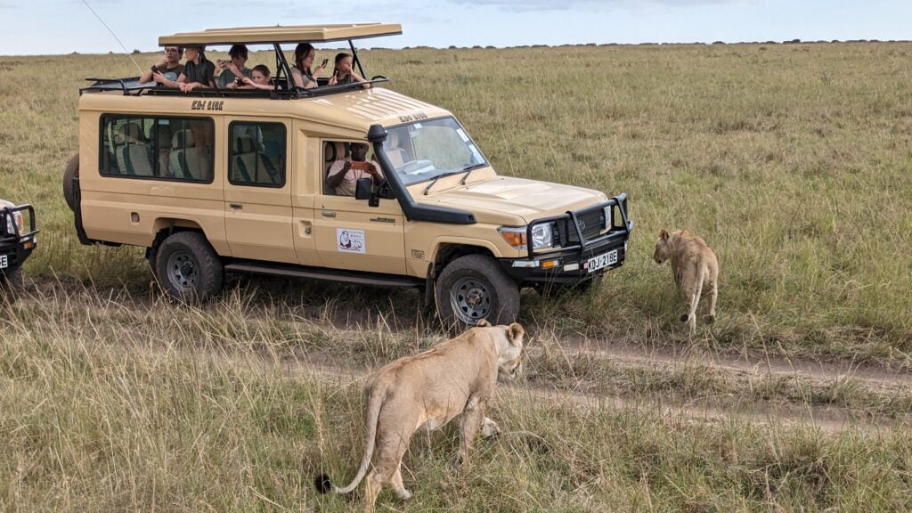 Lions au Masaï Mara