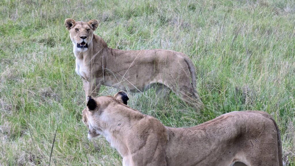 Lions au Masaï Mara