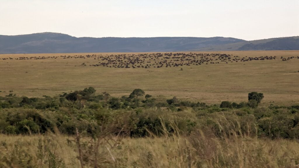 Troupeau de buffles au Masaï Mara