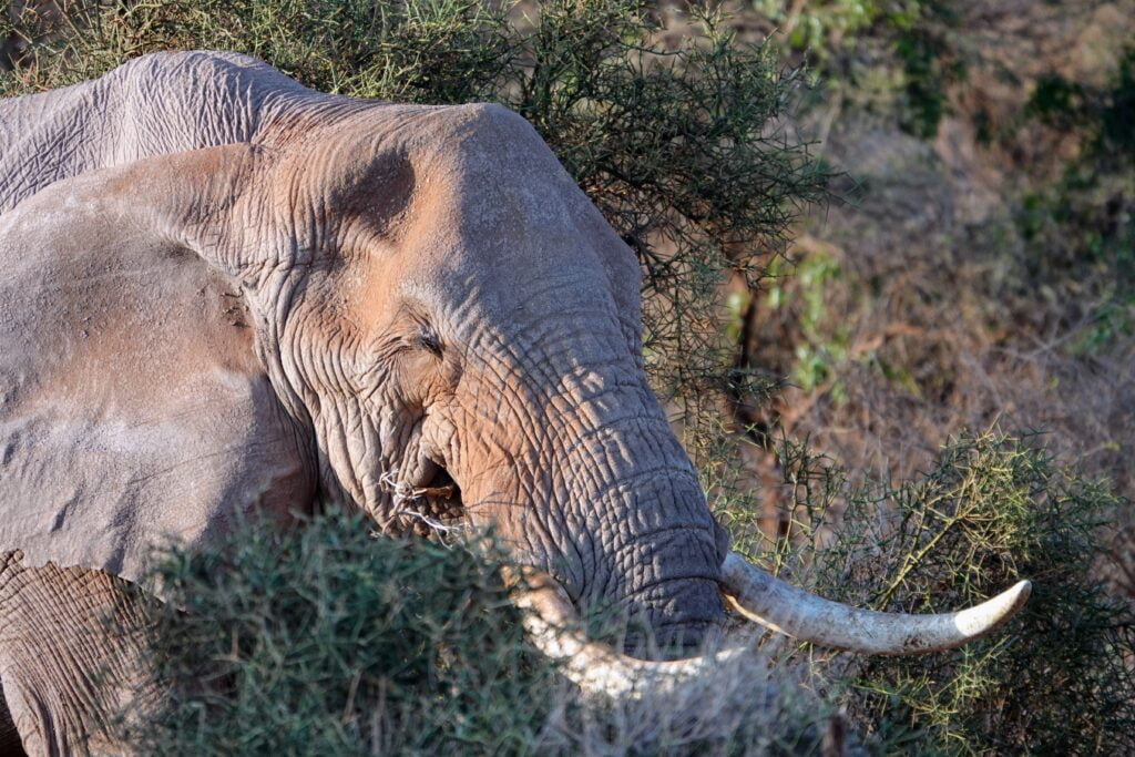 Elephant in front of Mount Kilimanjaro