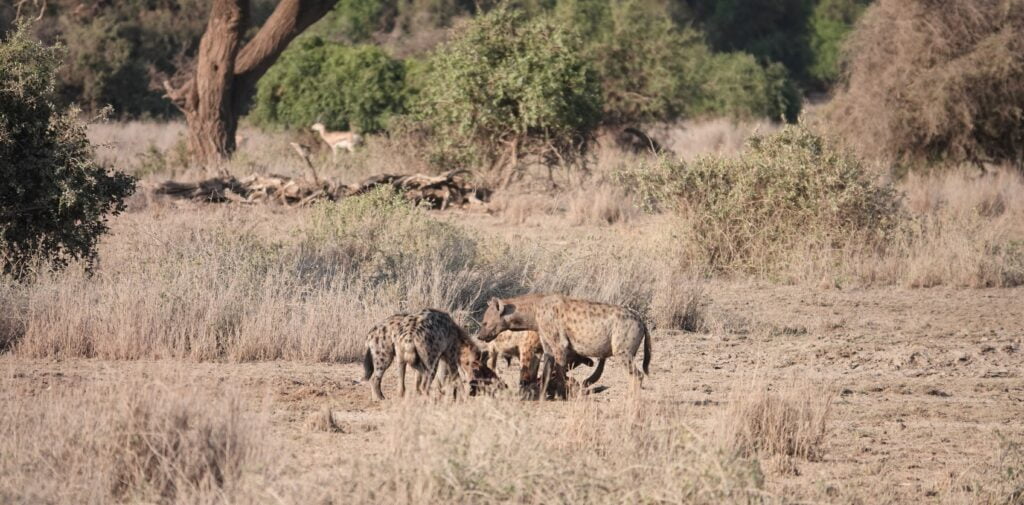 Hyenas feasting at Amboseli Park