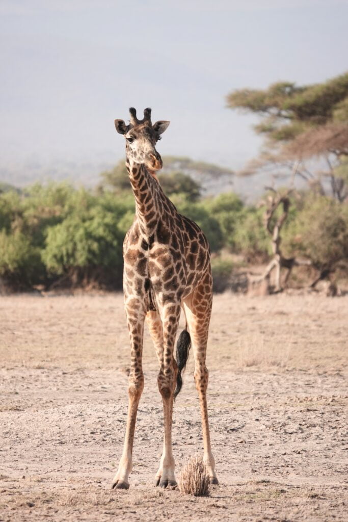 Girafes, parc Amboseli