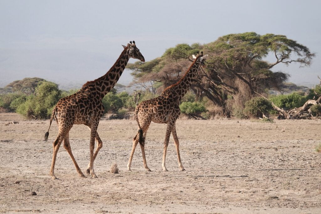 Girafes, parc Amboseli