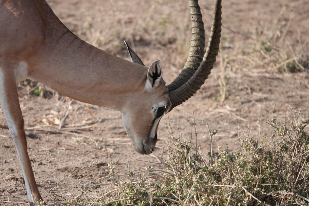 Gazelle, parc Amboseli