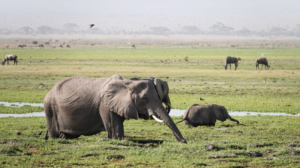 Elephant herd in the marshlands of Amboseli