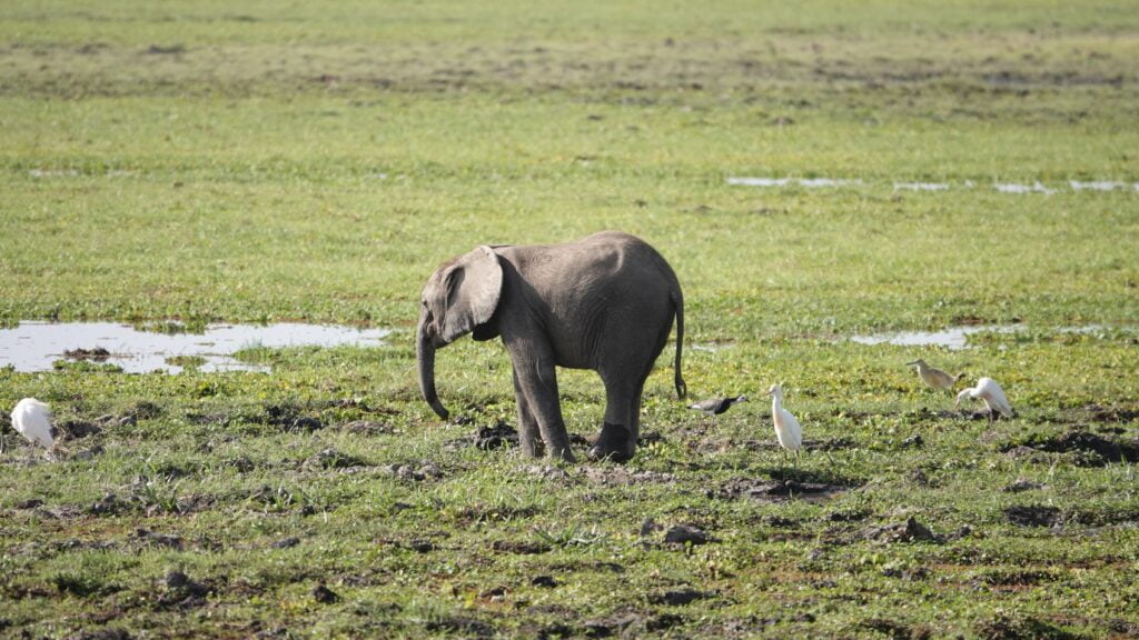 Elephant herd in the marshlands of Amboseli