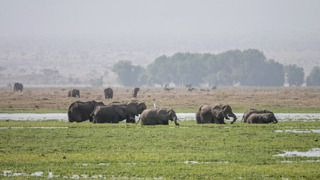 Elephant herd in the marshlands of Amboseli