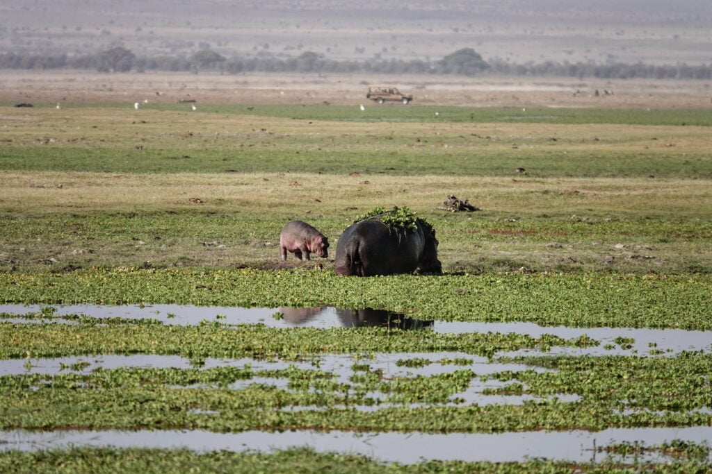 Hippopotames dans les marécages d'Amboseli