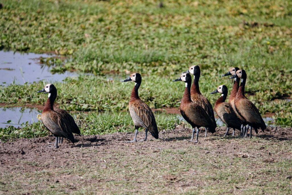 Ducks in the wetlands of Amboseli