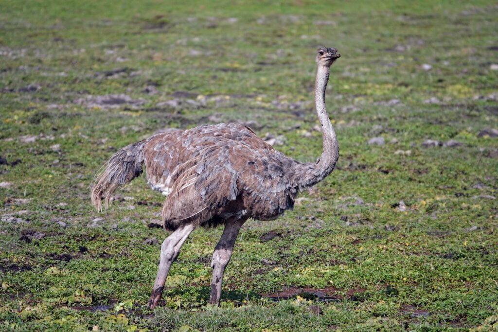 Ostriches gracefully roam the marshes of Amboseli