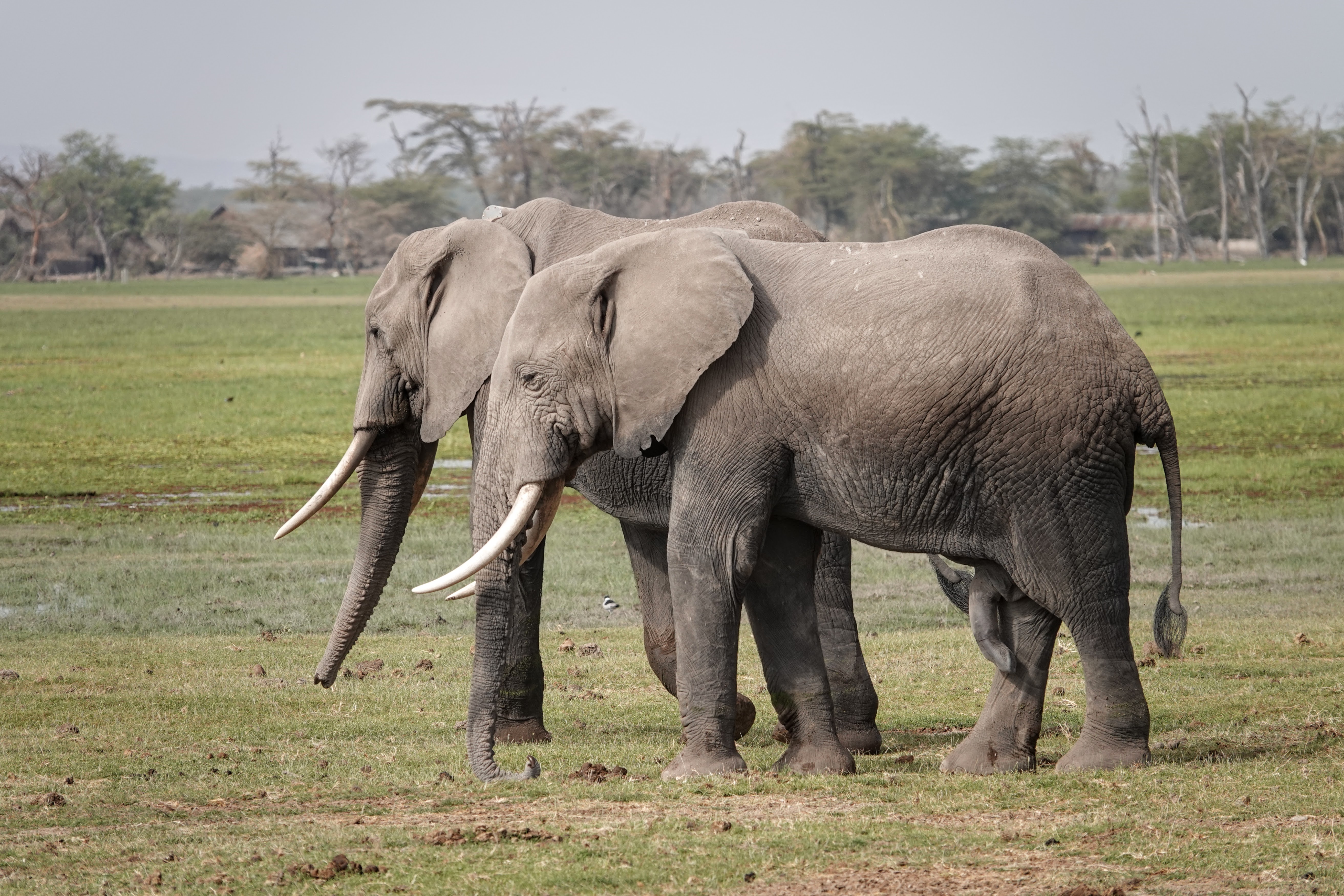 Éléphants dans le parc Amboseli