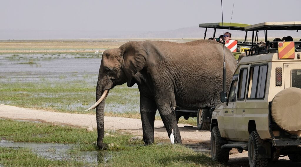 Éléphant entre les voitures, Amboseli