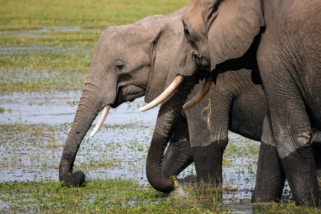 Elephant herd in the marshes of Amboseli.