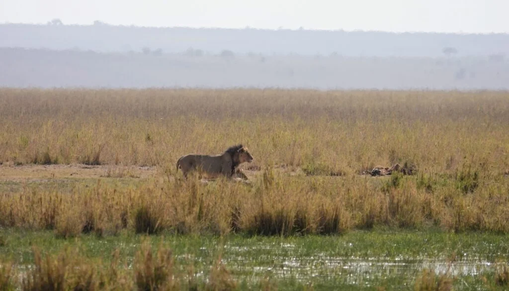 Lions en approche, parc Amboseli