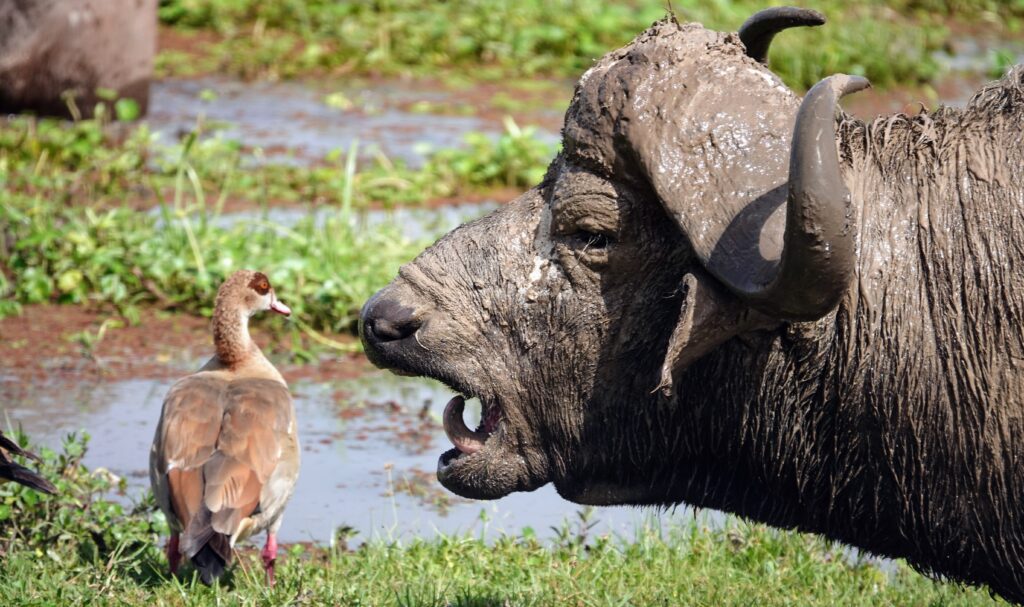 Buffle en plein bain de boue, Amboseli