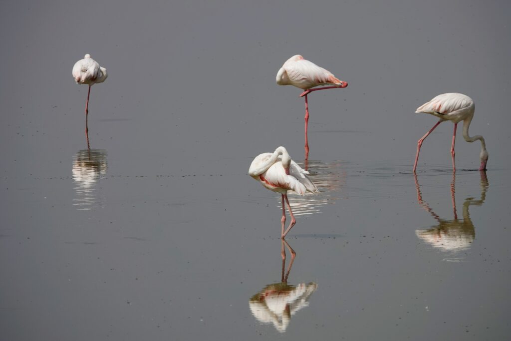 Flamants roses au parc Amboseli