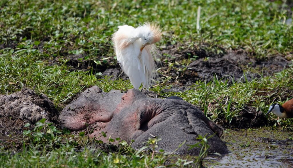 Oiseau et hippopotame, Amboseli