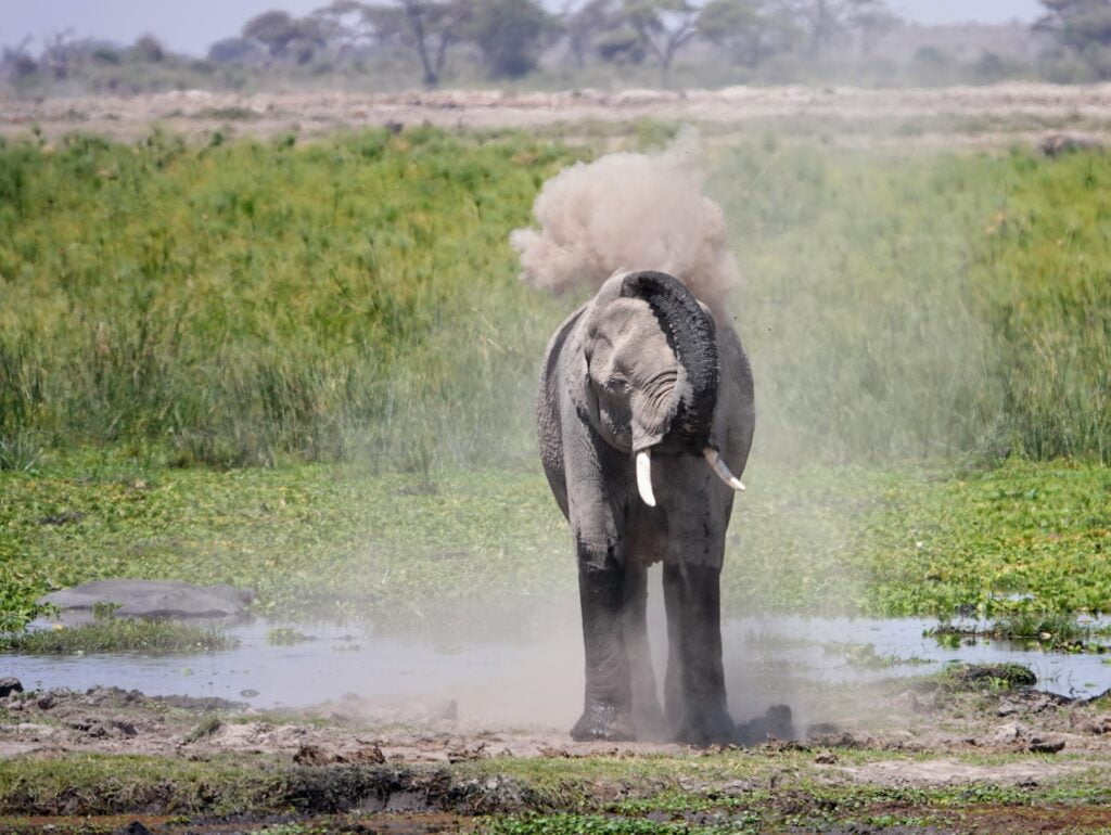 Éléphants dans le parc Amboseli