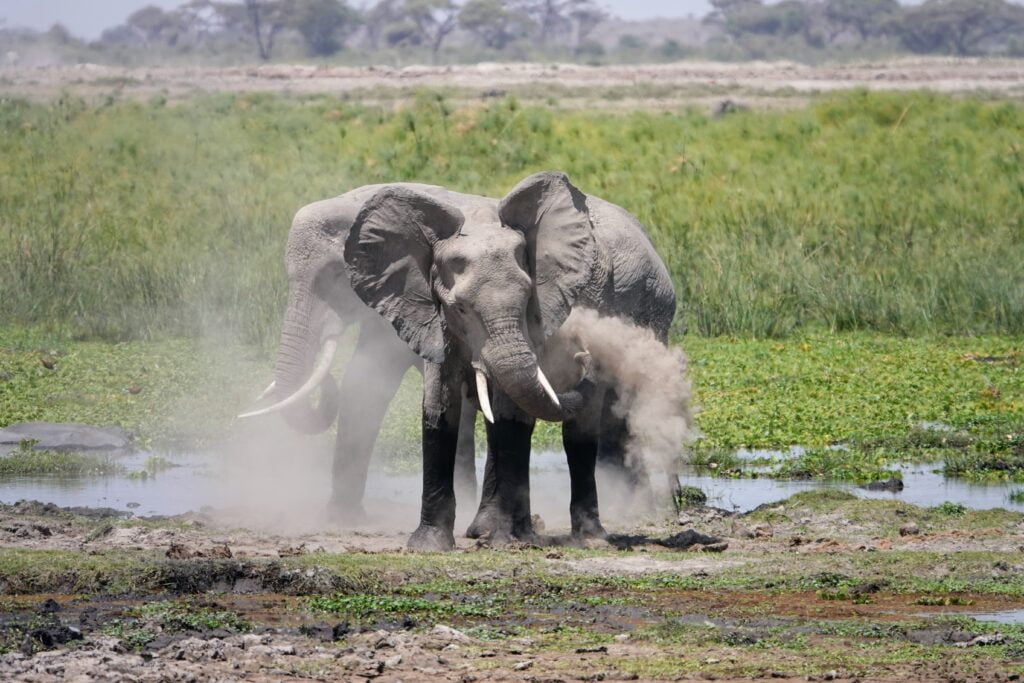 Éléphants dans le parc Amboseli