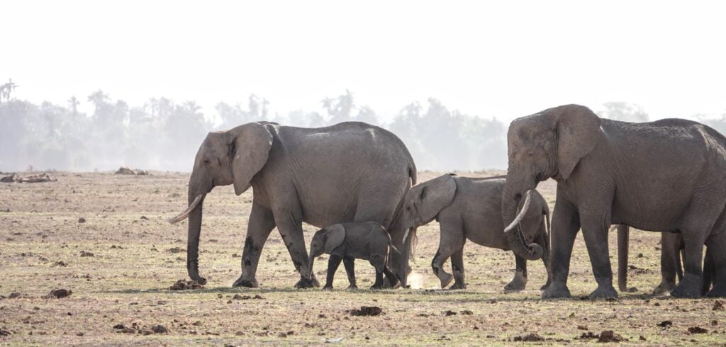 Éléphants dans le parc Amboseli