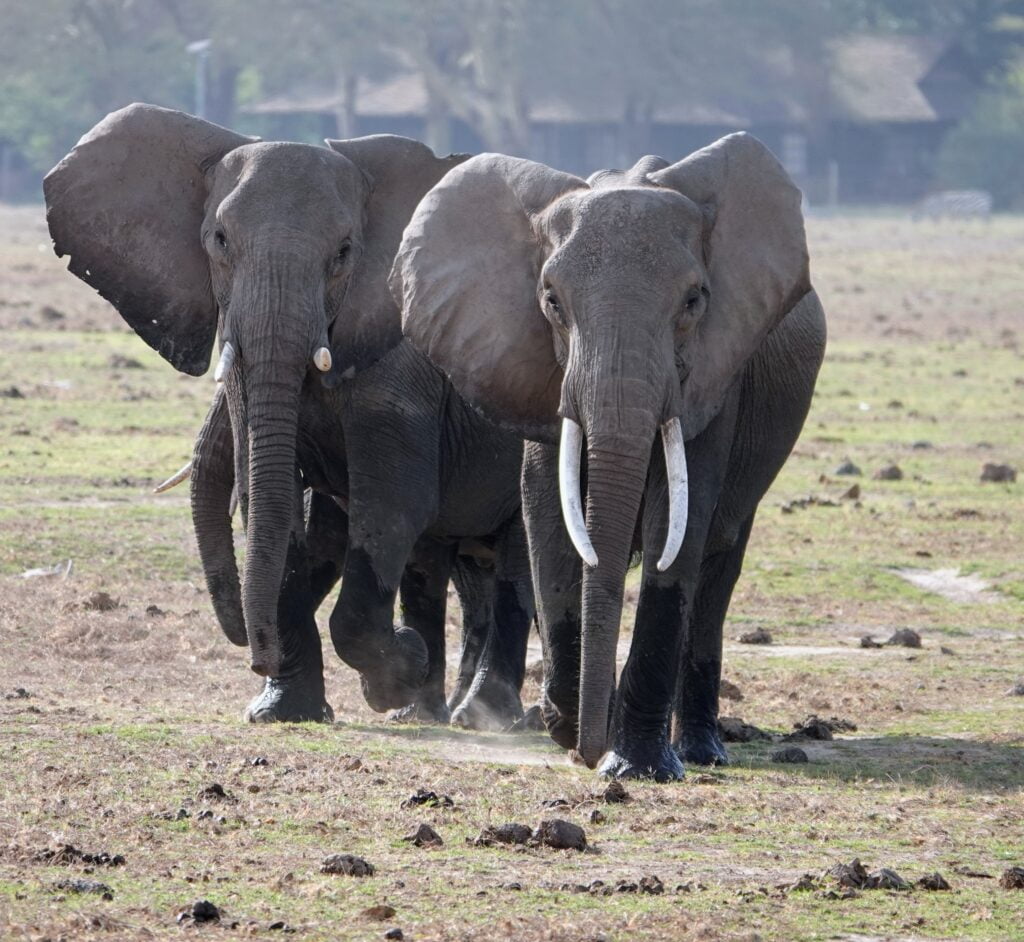 Elephants in Amboseli National Park.