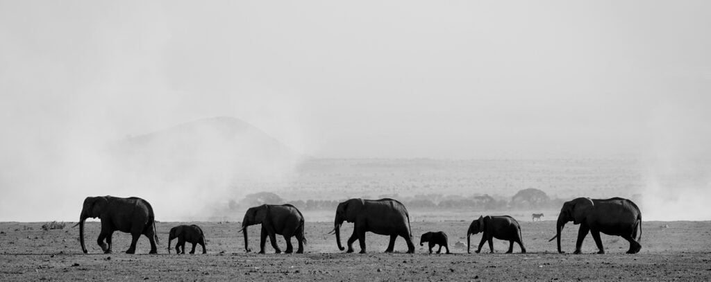 Elephants in Amboseli National Park.