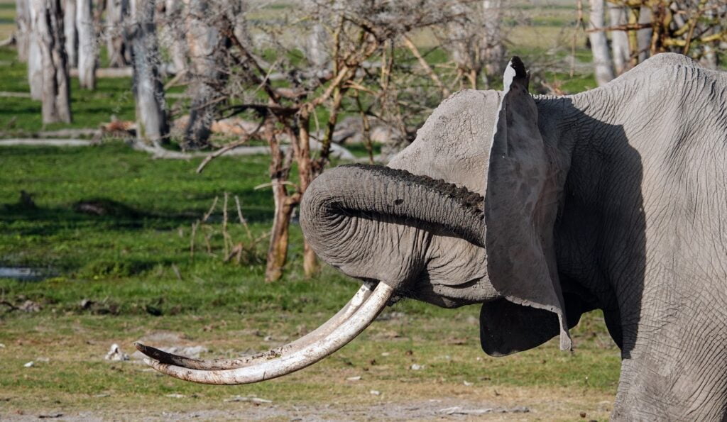 Elephants in Amboseli National Park.