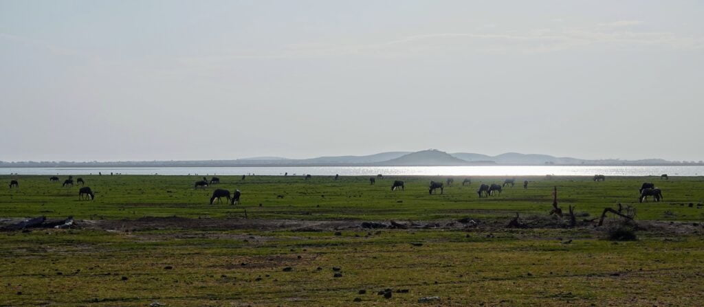 Fin de journée au parc Amboseli