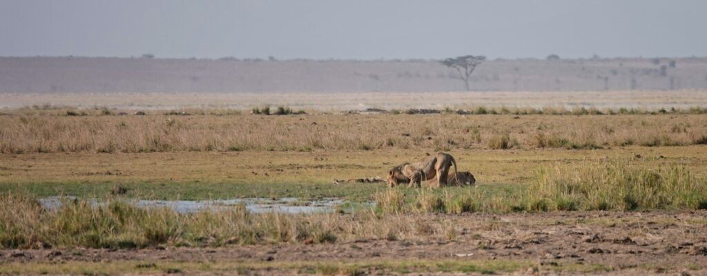 Lions at Amboseli Park