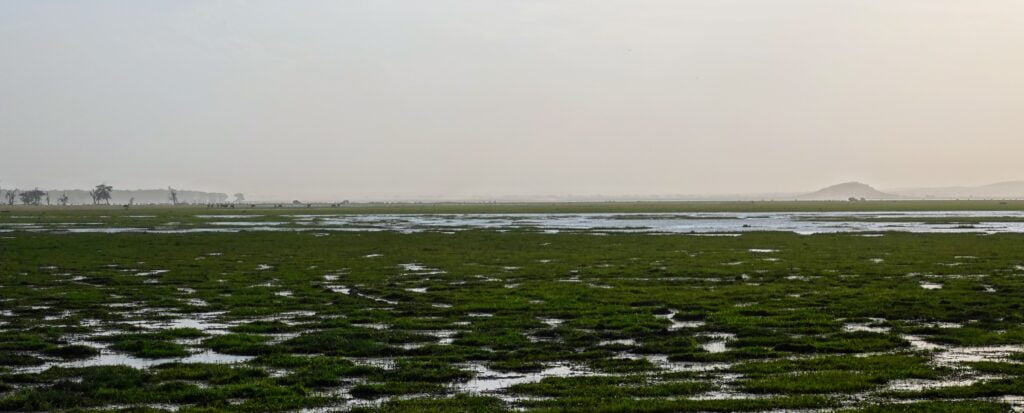 Fin de journée au parc Amboseli